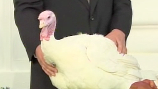 Illustration for article titled Obama Pardons Set Of Turkeys Named 'Liberty' And 'Peace'